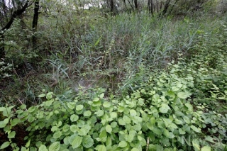 wth_20110624_0816