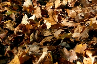 wth_20101109_9457