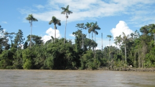 amazonie-13