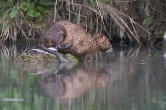Apr292015_4995nutria