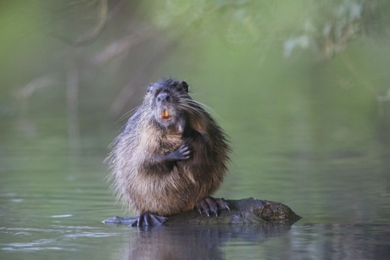 Apr292015_5227nutria