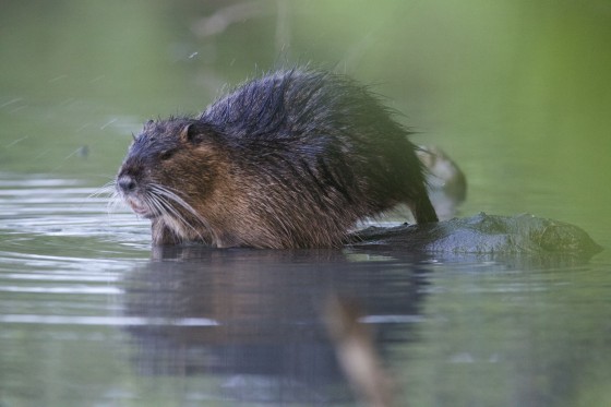 Apr292015_5341nutria