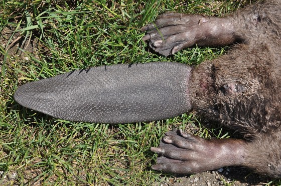 bobor2.DSC_5384.Májsky J