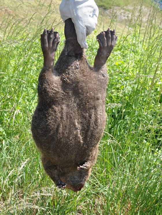 bobor3.DSC_5405.Májsky J