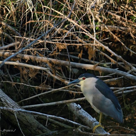 11206107_10200640459371044_6852811859711849517_n