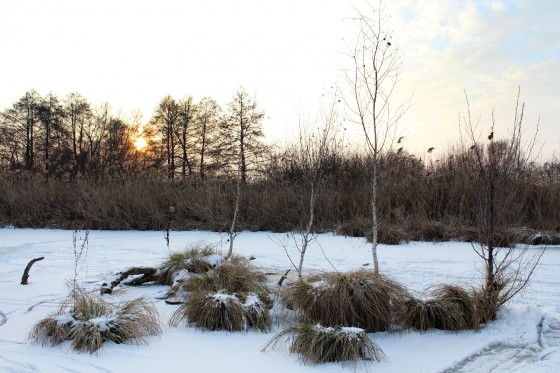 MH_20160105_IMG_2773_w