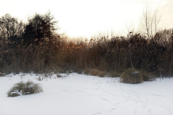 TH_20160105__MG_3942_w