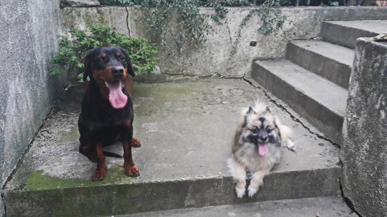 Aida je psík vľavo