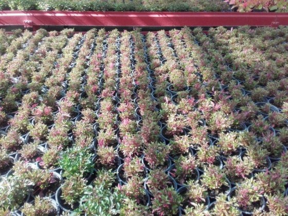 Alternanthera - pre nízke záhony ornamenty obruby hroby