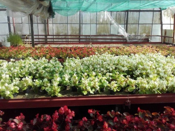 Begonia biela pre nízke výsadby a záhony