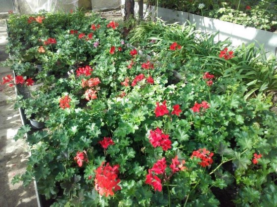 Pelargonium - previslý červený muškát pre balkony previslé výsadby