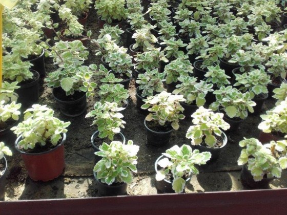 Plectranthus- pre balkony previslé a závesné úpravy