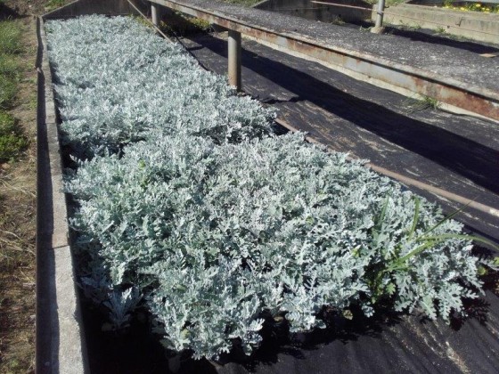 Senecio - starček pre nízke záhony hroby