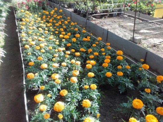 Tagetes - aksamietnica pre balkony záhony