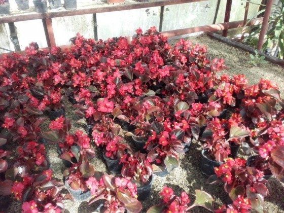 červená begonia pre nízke záhony hroby