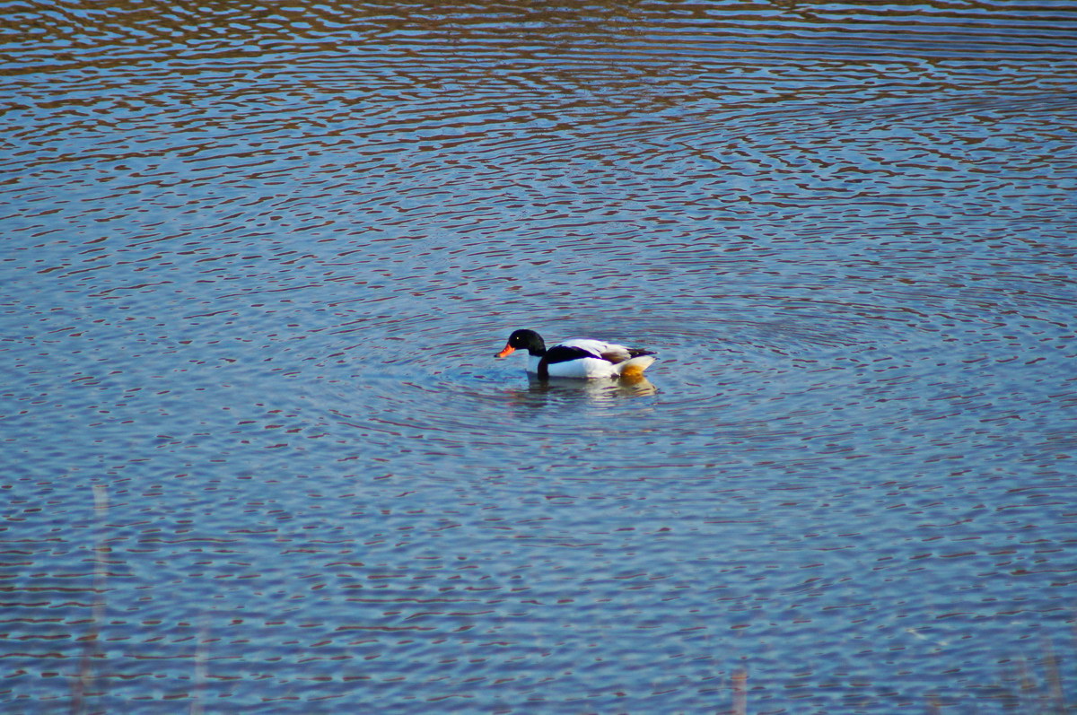 Kazarka Pestrá (1)_resize