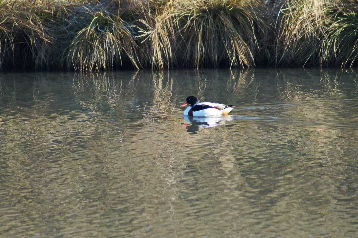 Kazarka Pestrá (2)_resize