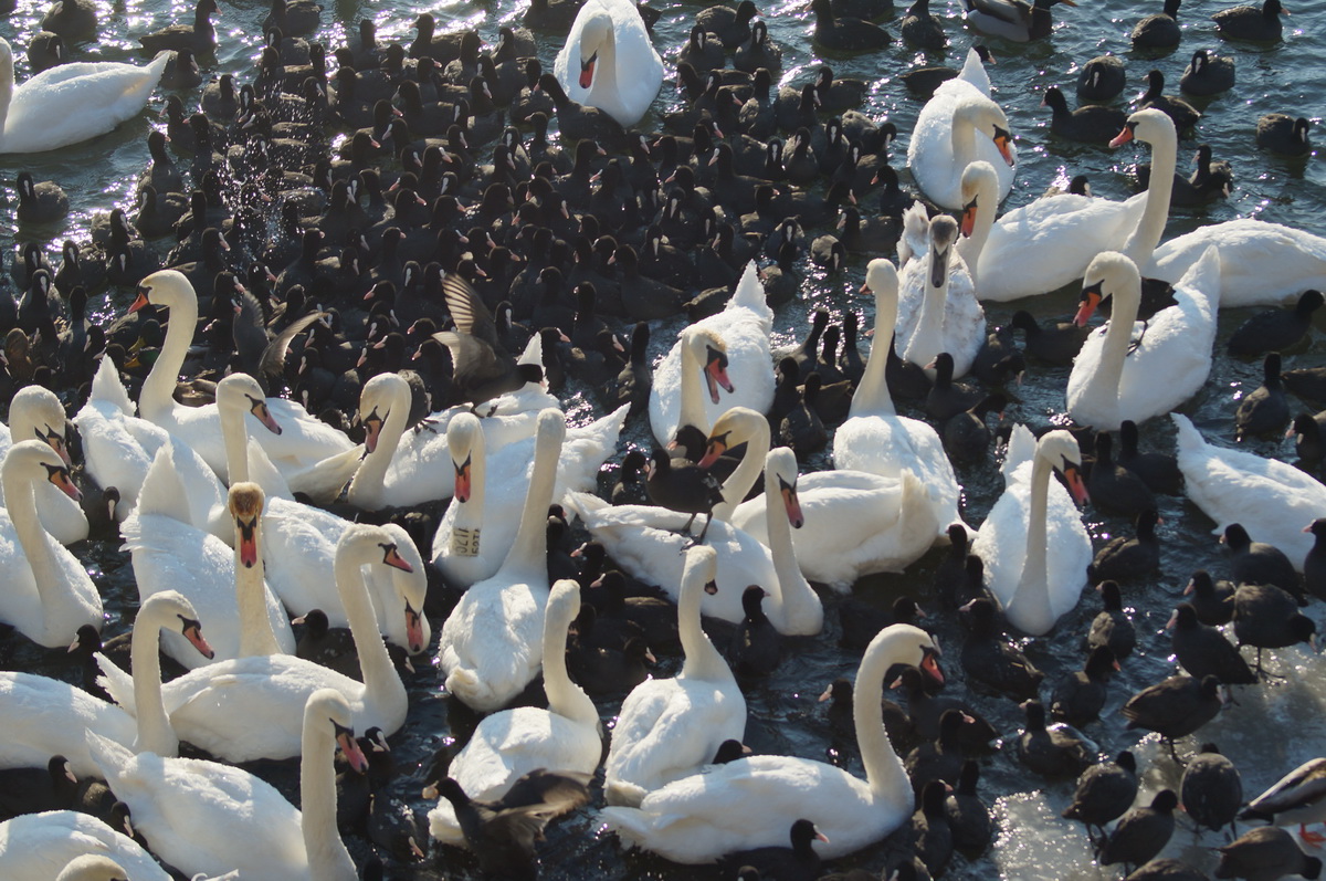 Labute hrbozobé a Lysky čierne