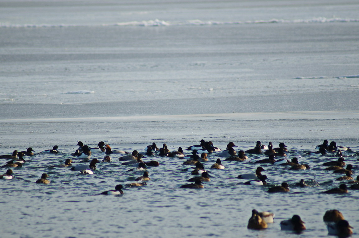 Sĺňava sťahovavé_resize