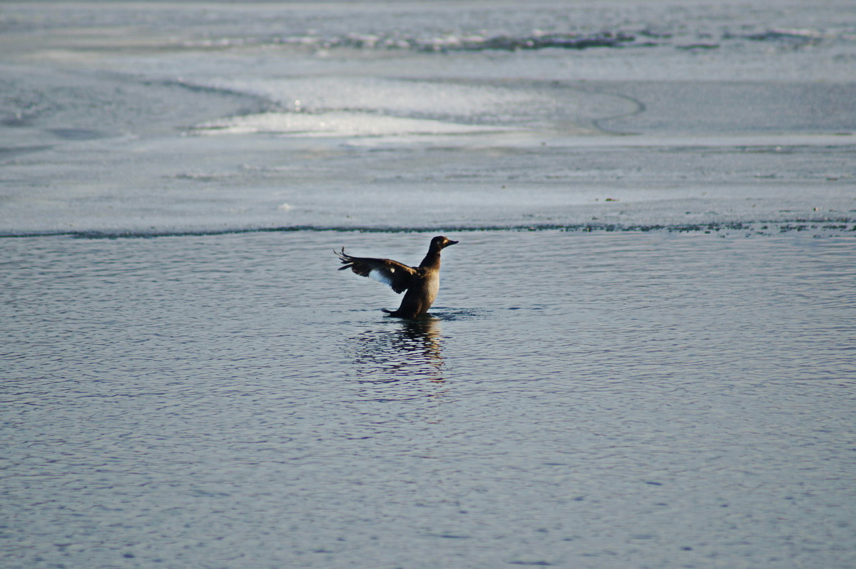 Turpan tmavý (1)_resize