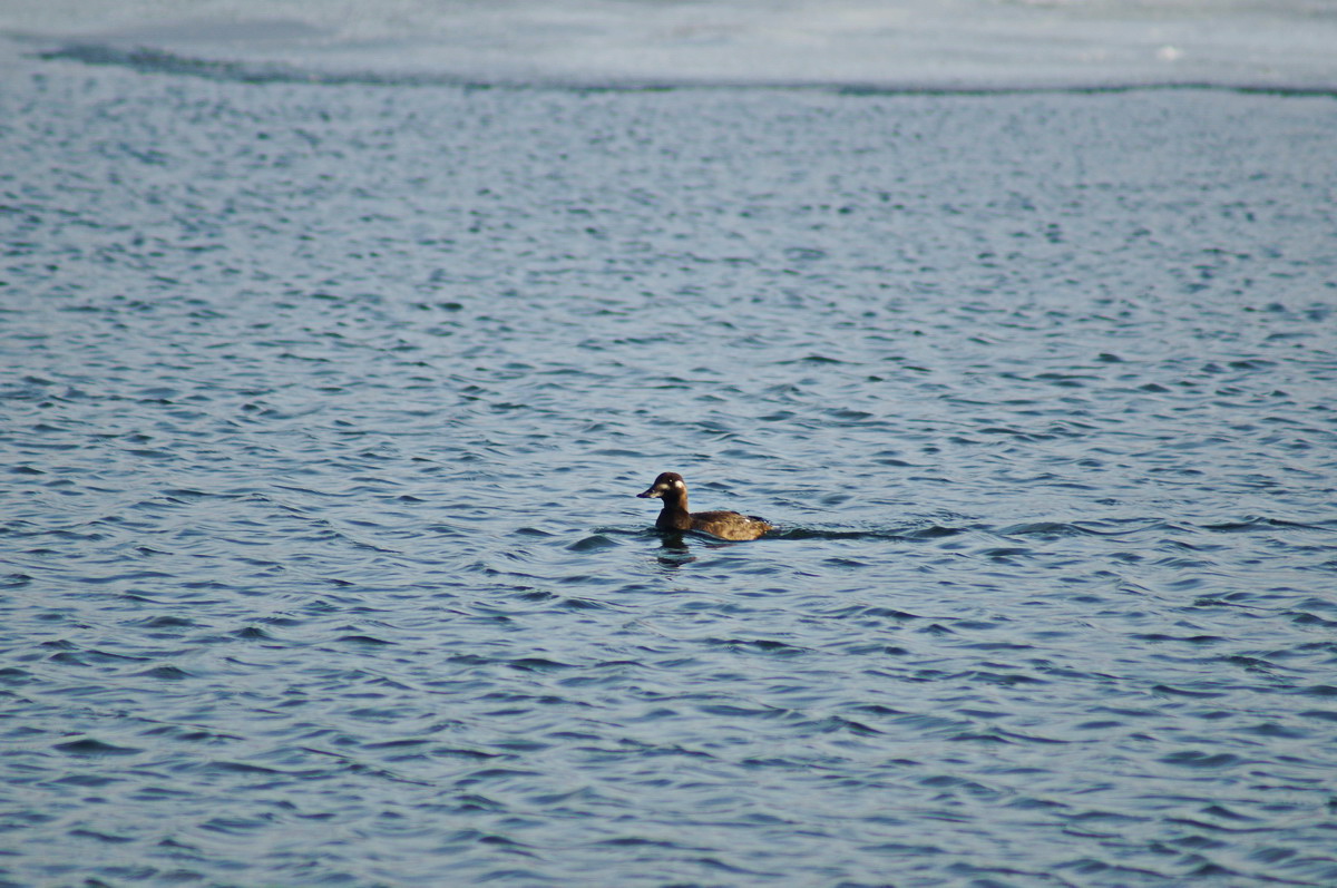 Turpan tmavý (2)_resize