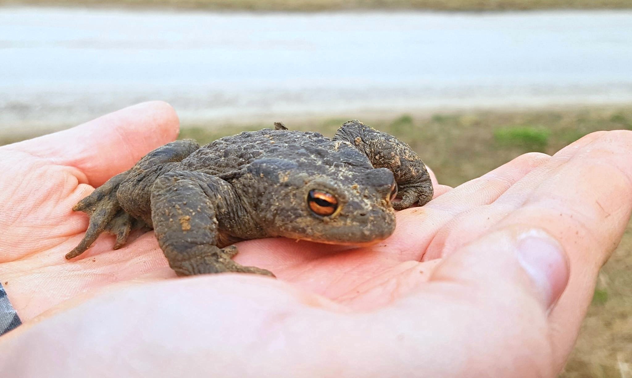 17192163_1228703863845698_8723858385846876168_o