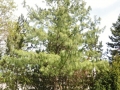 mp-04-25-12-57257