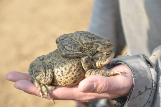 bozkavanie-ropuchy-03