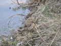 bozkavanie-ropuchy-12