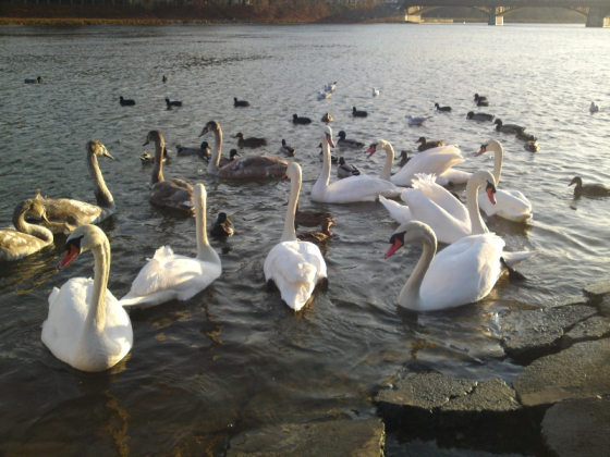 telefon-198-18c8f511cb80f00845d467c72ff3b84e4e746eb1