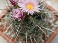 wth_20110605_8036