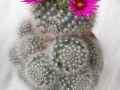 wth_20110605_8052