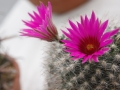 wth_20110605_8054
