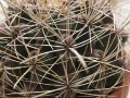 wth_20110605_8056