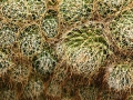 wth_20110605_8057