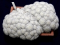 wth_20110605_8061