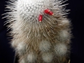 wth_20110605_8062
