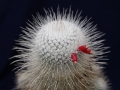 wth_20110605_8066