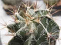wth_20110605_8074