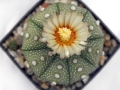 wth_20110605_8077
