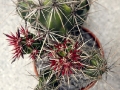 wth_20110605_8080