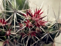 wth_20110605_8084
