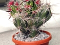 wth_20110605_8087