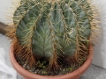 wth_20110605_8088