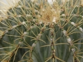 wth_20110605_8091