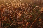 Jesenná pavučinka