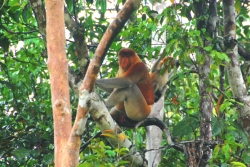 ohrozene-proboscis-opice-na-borneo