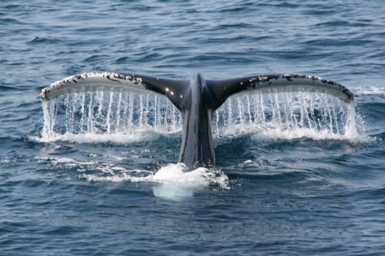Sydneyjsky velrybi pozdrav