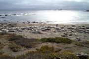 Piedras Blancas Elephant Seal Rookery