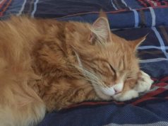 Nenašli ste kocúrika?